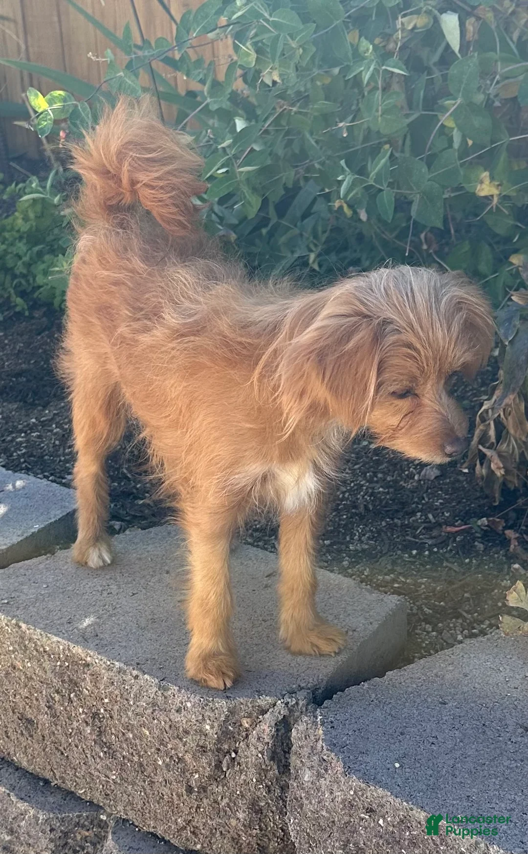 Mixed Breed dogs for sale: Mixed Breed Puppy 1 - Ad 2