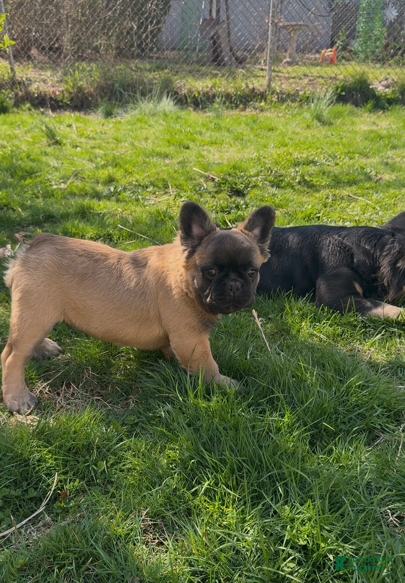 French Bulldog dogs for sale: Arlo - Ad 1