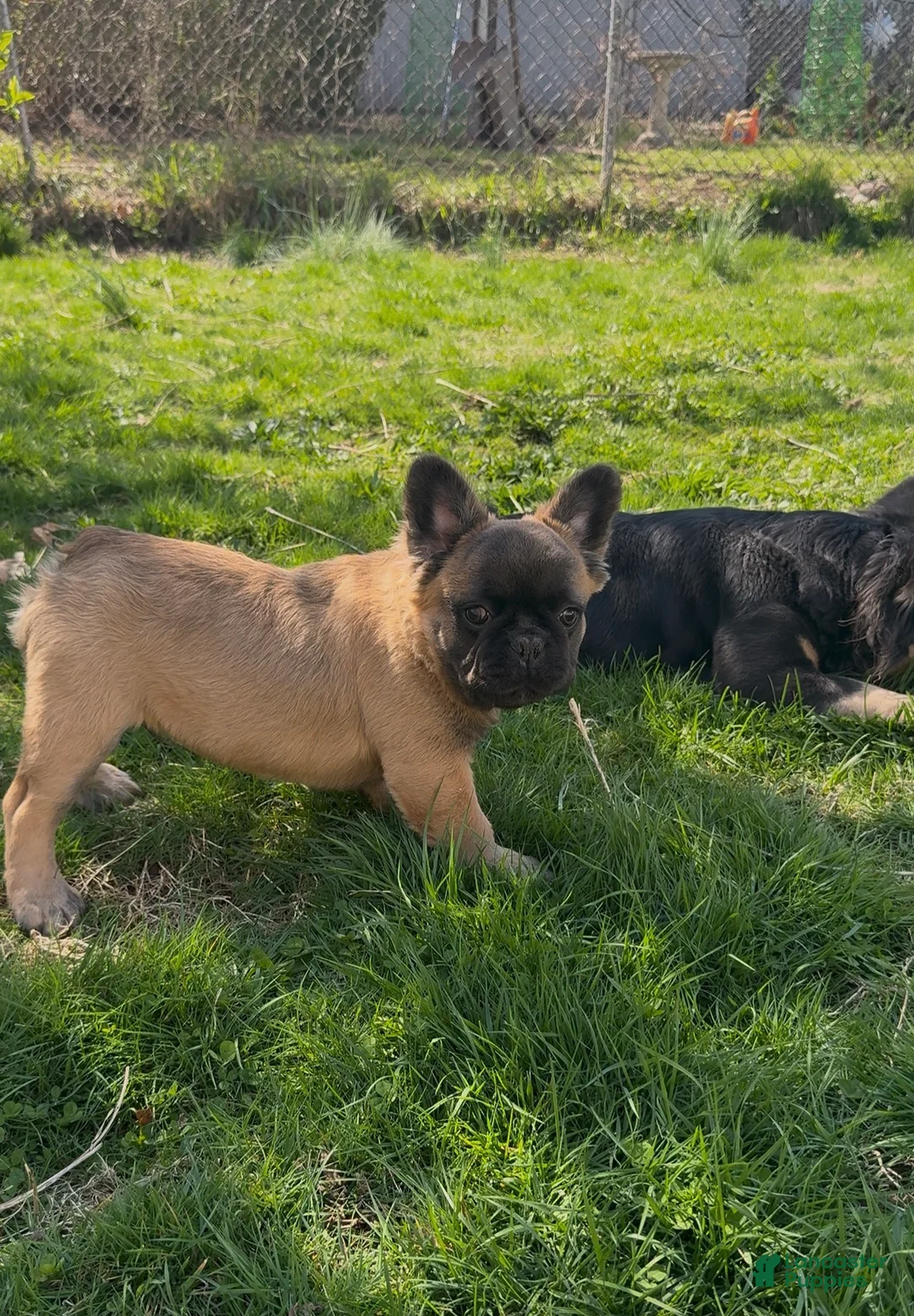 French Bulldog dogs for sale: Arlo - Ad 1