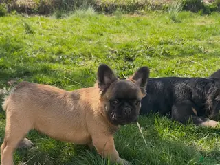 French Bulldog dogs for sale: Arlo - Ad 1