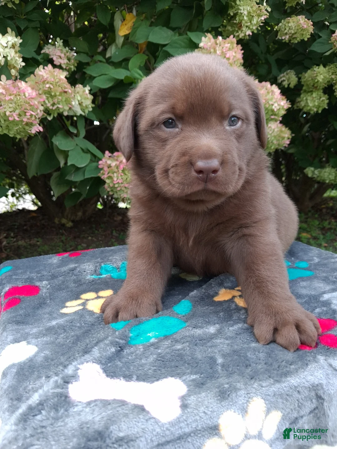 Labrador Retriever dogs for sale: Nico - Ad 1