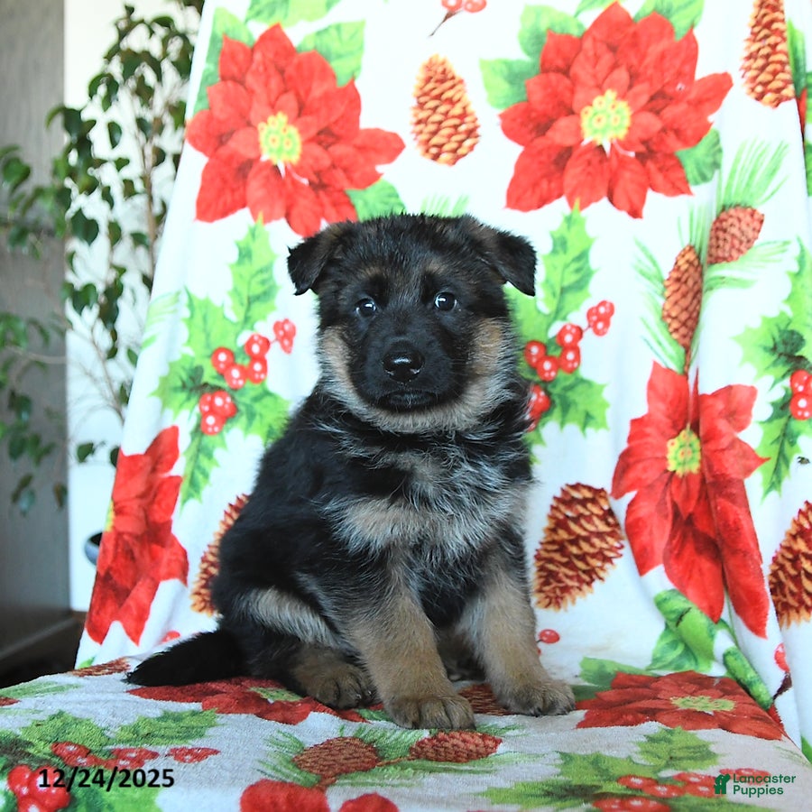 German Shepherd dogs Lilac - Ad 14
