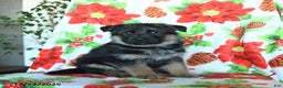 German Shepherd dogs for sale: Lilac - Ad 1