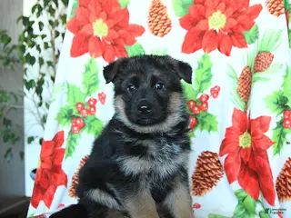 German Shepherd dogs Lilac - Ad 30
