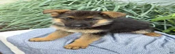 German Shepherd dogs for sale: Georgia - Ad 6