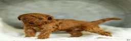 Toy Poodle dogs for sale: George Toy Poodle  - Ad 4