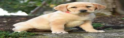Labrador Retriever dogs for sale: Ariel - Ad 2