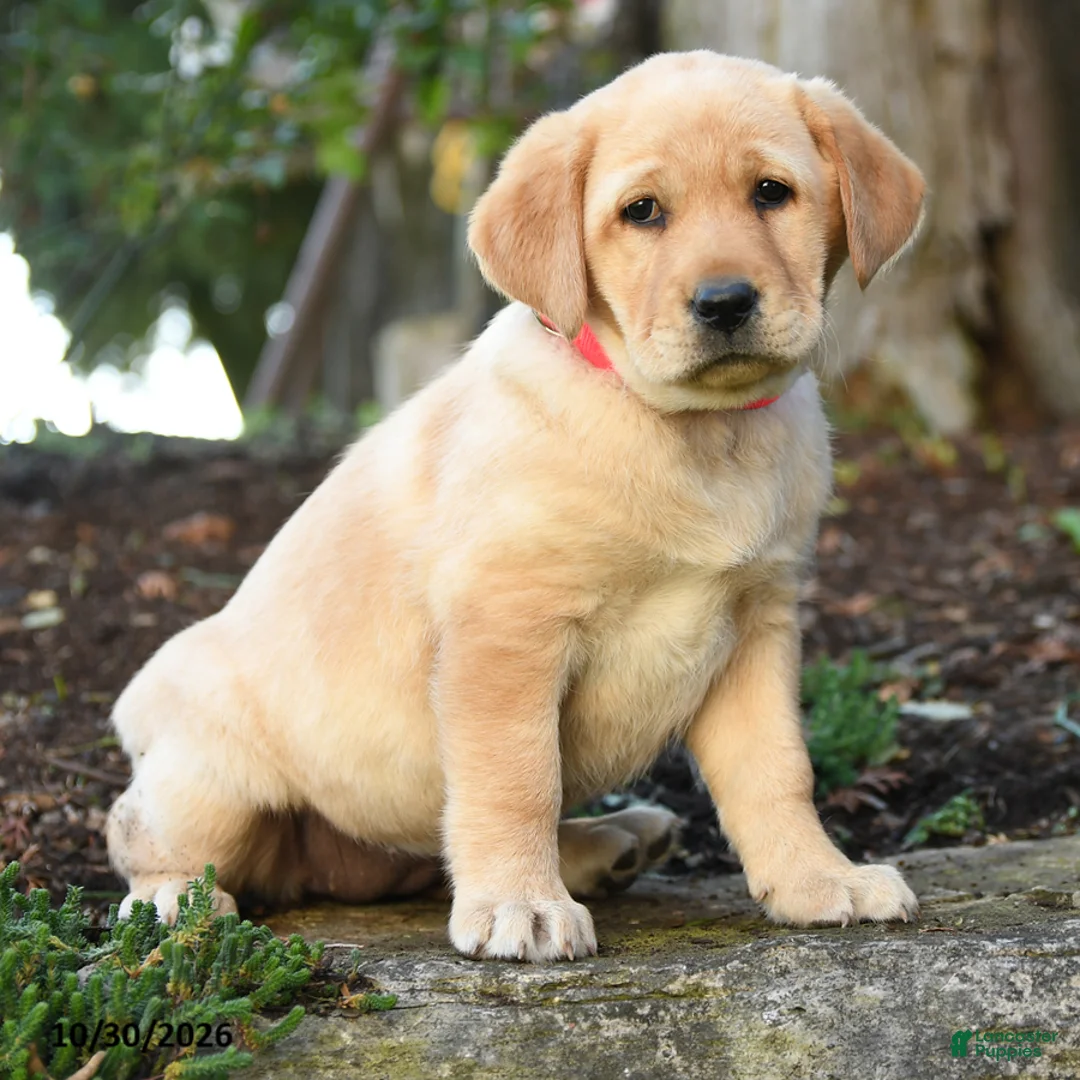 Labrador Retriever dogs for sale: Ariel - Ad 2