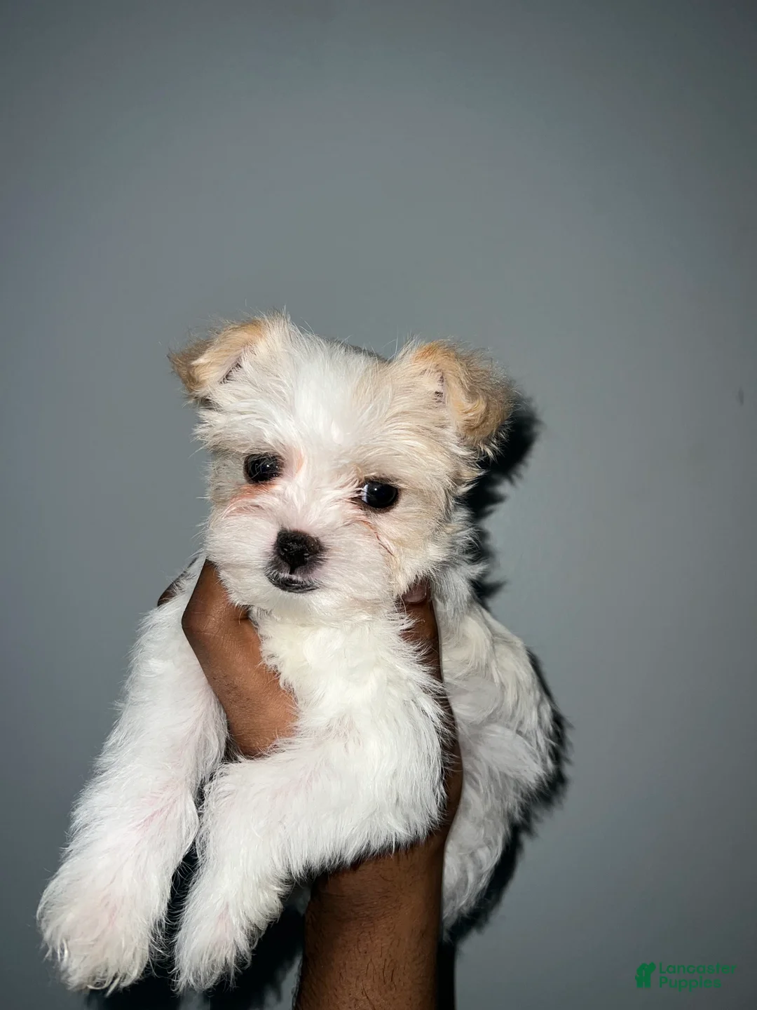 Yorkshire Terrier dogs for sale: Cyrus - Ad 8