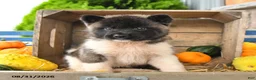 Akita dogs for sale: Nala - Ad 2