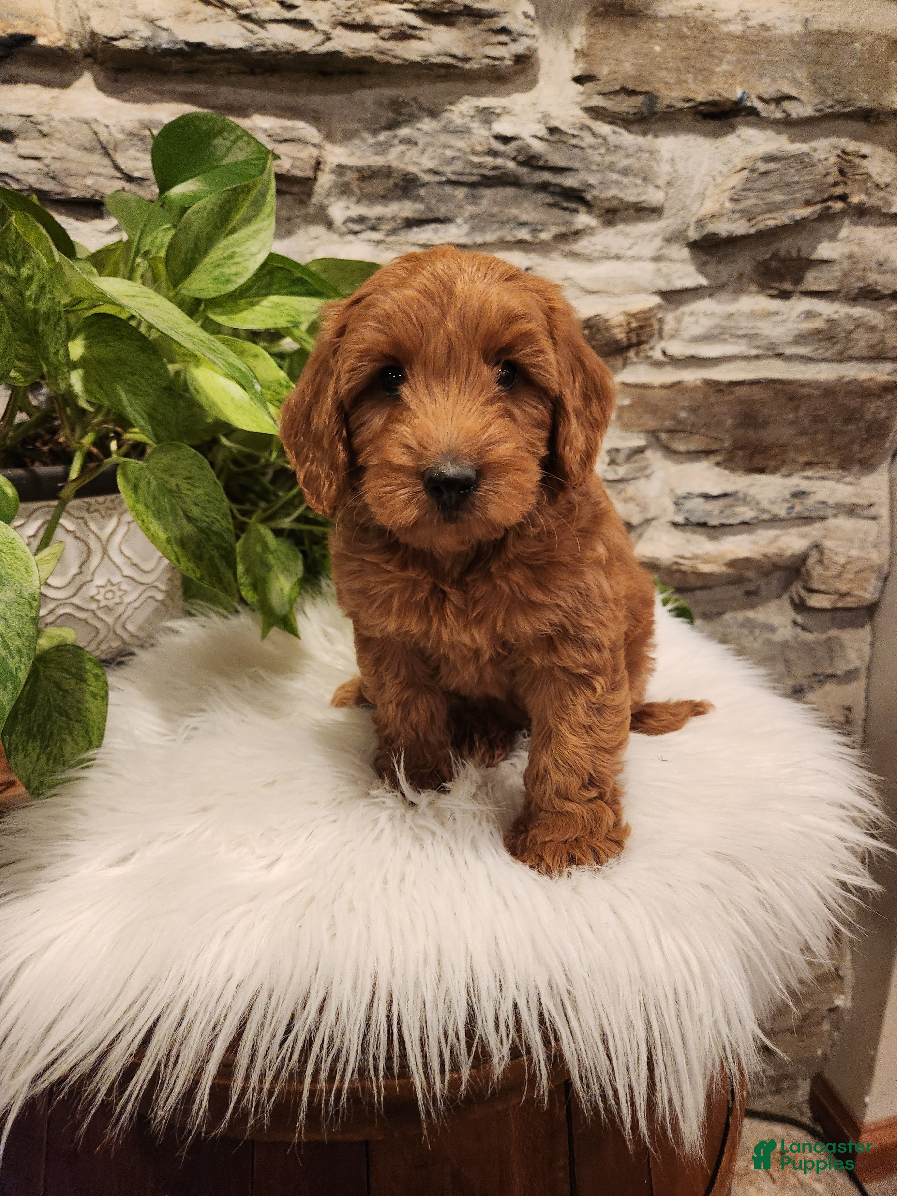 Mini Goldendoodle dogs BELLA - Mini Goldendoodle Fluffy Puppy 7 - Ad 2