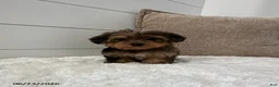 Yorkiepoo dogs for sale: Bandit - Ad 5