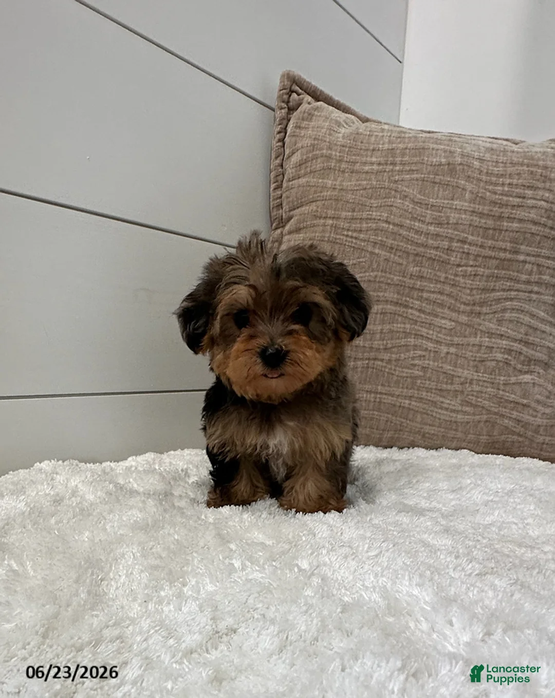Yorkiepoo dogs for sale: Bandit - Ad 5