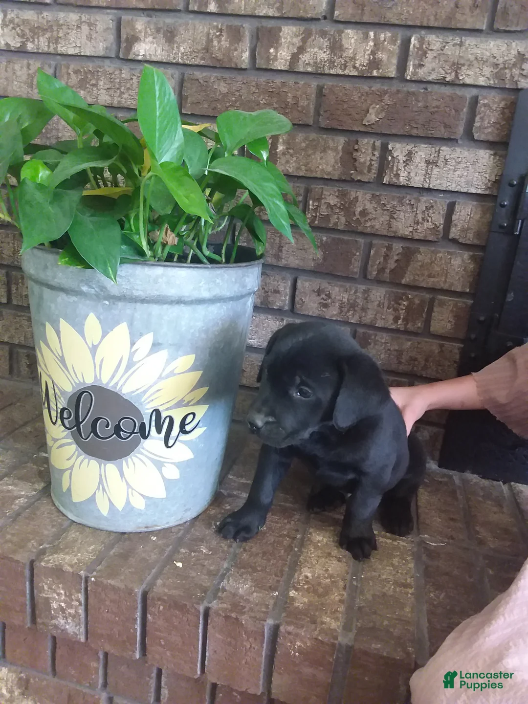 Labrador Retriever dogs for sale: Labrador Retriever Puppy 1 - Ad 1