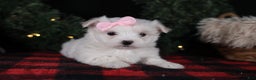 Maltese dogs for sale: ANGIE - Ad 15