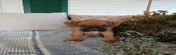 Boxer dogs for sale: Tanker - Ad 4