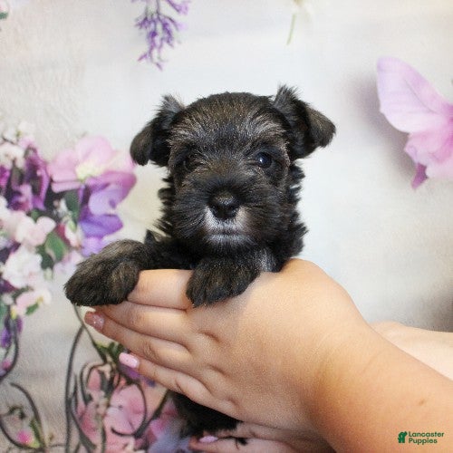 Miniature Schnauzer dogs Tuscany - Ad 1