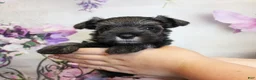 Miniature Schnauzer dogs for sale: Tuscany - Ad 1