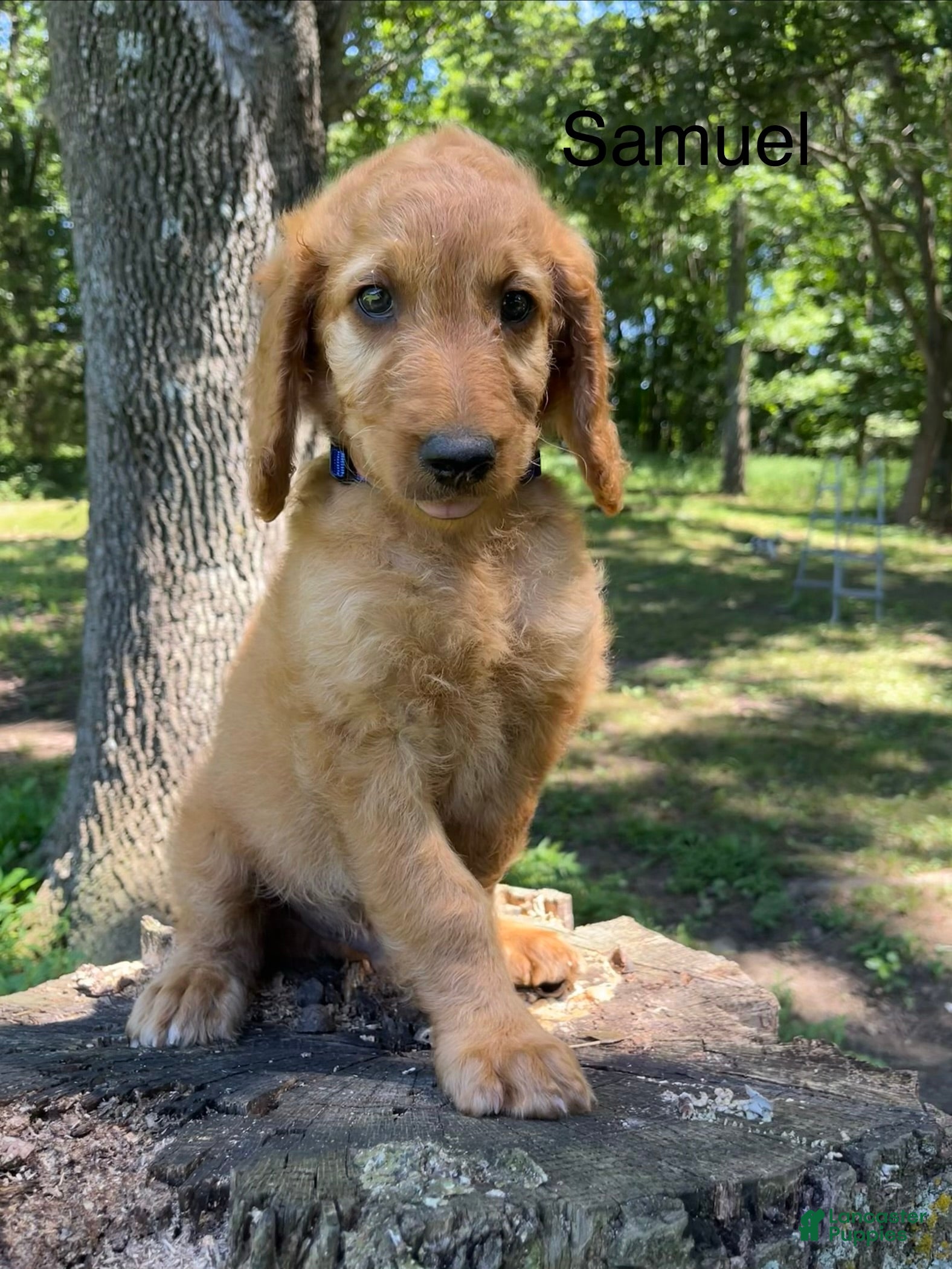 Goldendoodle dogs Samuel - Ad 1