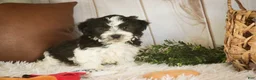Havanese dogs for sale: Levi - Ad 3
