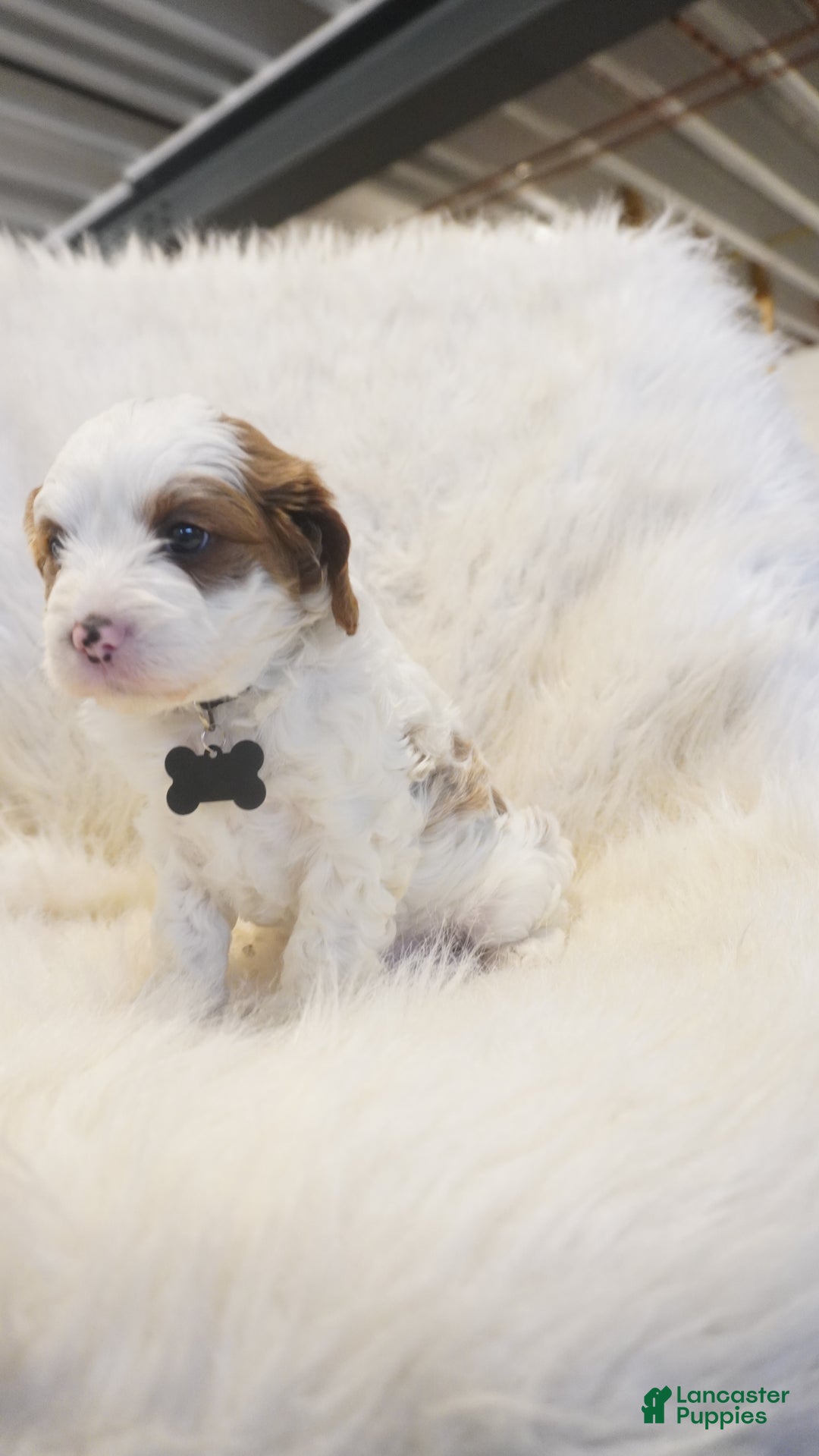 Cavapoo dogs for sale: Snowy  - Ad 12