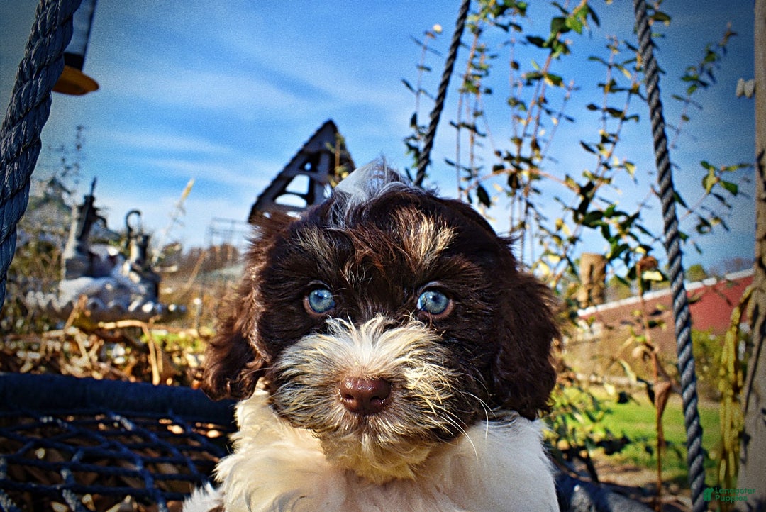 Havapoo dogs for sale: Precious - Ad 3