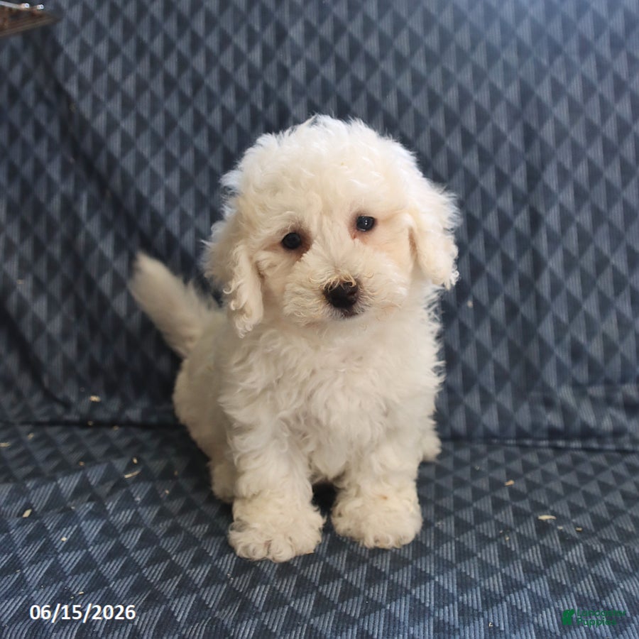 Bichon Frise dogs Barky - Ad 2