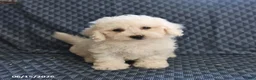 Bichon Frise dogs for sale: Barky - Ad 2