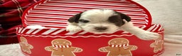 Shihpoo dogs for sale: Oliver  - Ad 20