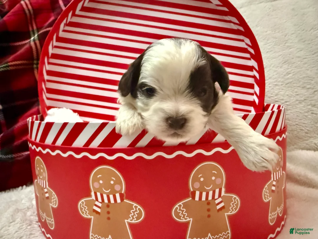 Shihpoo dogs for sale: Oliver  - Ad 21