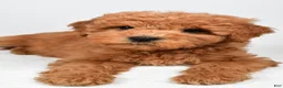 Mini Goldendoodle dogs for sale: Maisie - Ad 5