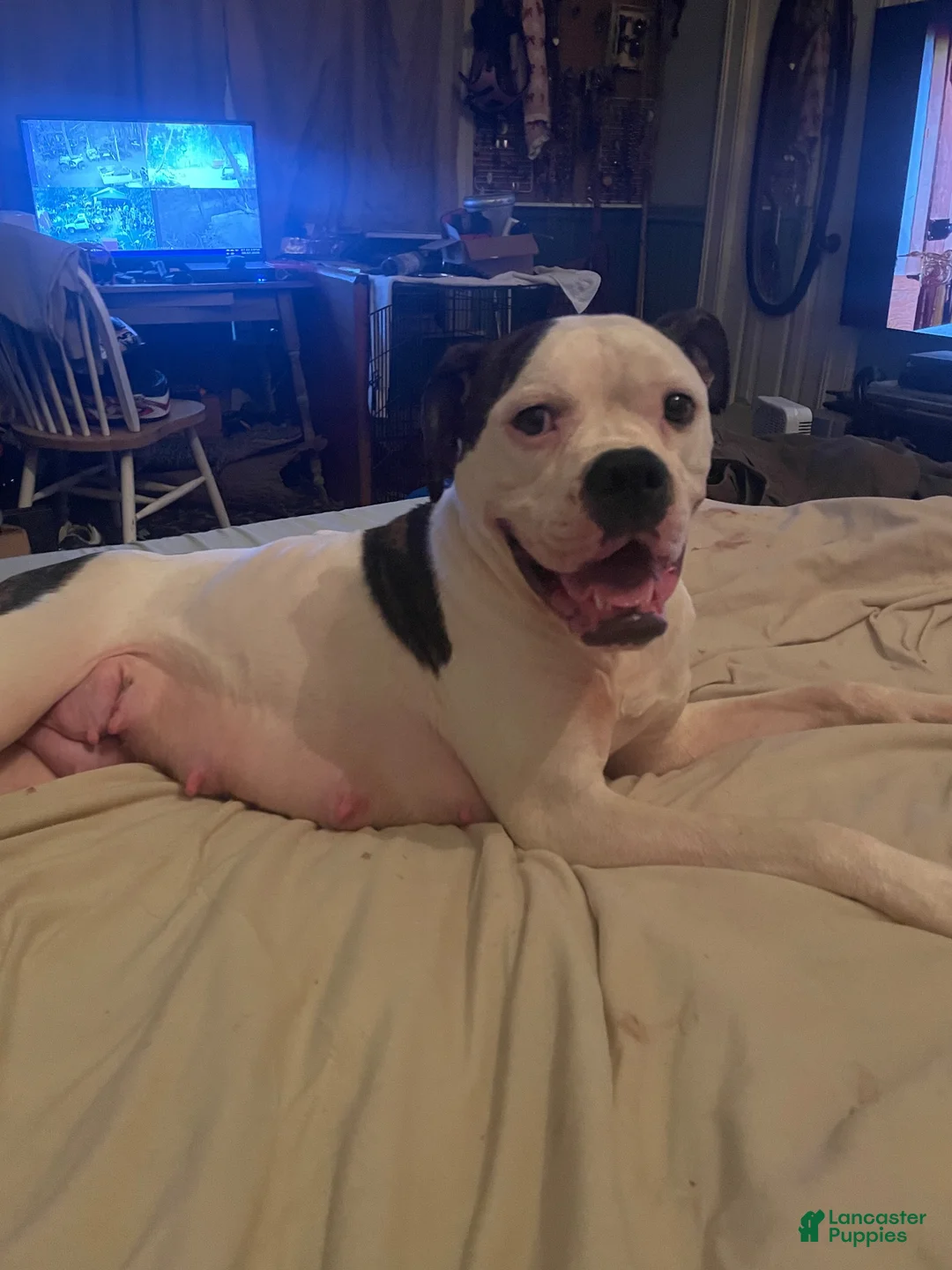 Mixed Breed dogs for sale: Mixed Breed 1 - Ad 12