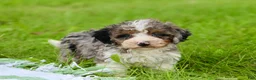 Mini Bernedoodle dogs for sale: Sunny  - Ad 4