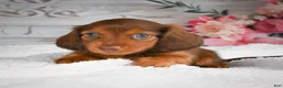 Miniature Dachshund dogs for sale: AKC-Drake - Ad 9
