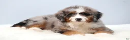 Mini Bernedoodle dogs for sale: Fido - Ad 4