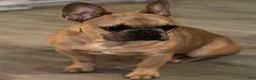 French Bulldog dogs for sale: French Bulldog Puppy 2 - Ad 2