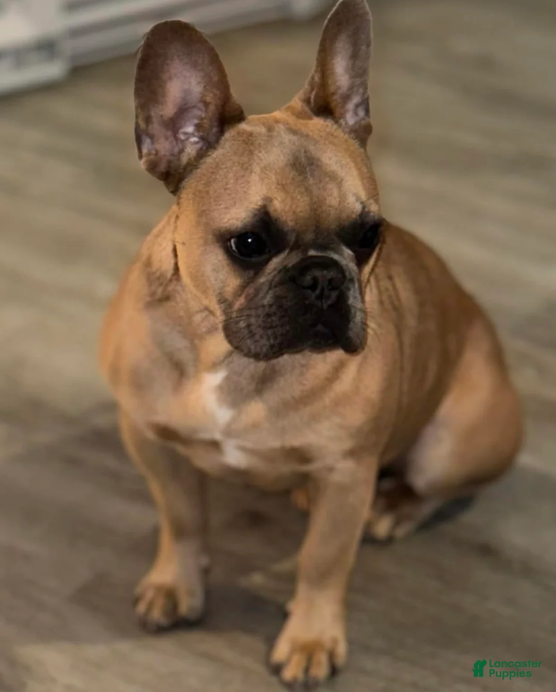 French Bulldog dogs for sale: French Bulldog Puppy 2 - Ad 2