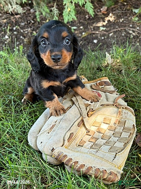 Miniature Dachshund dogs Harris - Ad 1