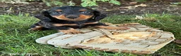 Miniature Dachshund dogs for sale: Harris - Ad 1