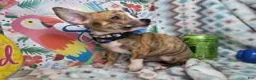 Chihuahua dogs for sale: Emmanuell [Brindle] - Ad 6