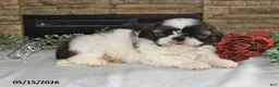 Shih Tzu dogs for sale: Tony - Ad 5