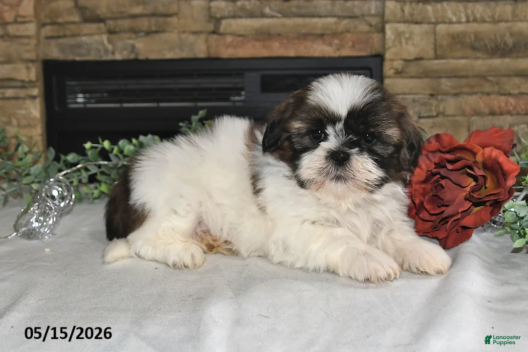 Shih Tzu dogs for sale: Tony - Ad 5