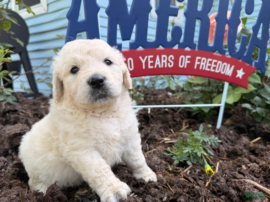 Golden Retriever dogs for sale: Tinker - Ad 3
