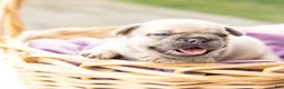 French Bulldog dogs for sale: MJ - Ad 9