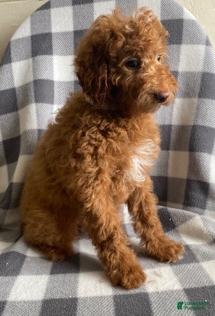 Miniature Poodle dogs Brook- medium size - Ad 1