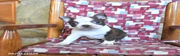 Boston Terrier dogs for sale: Gus - Ad 3