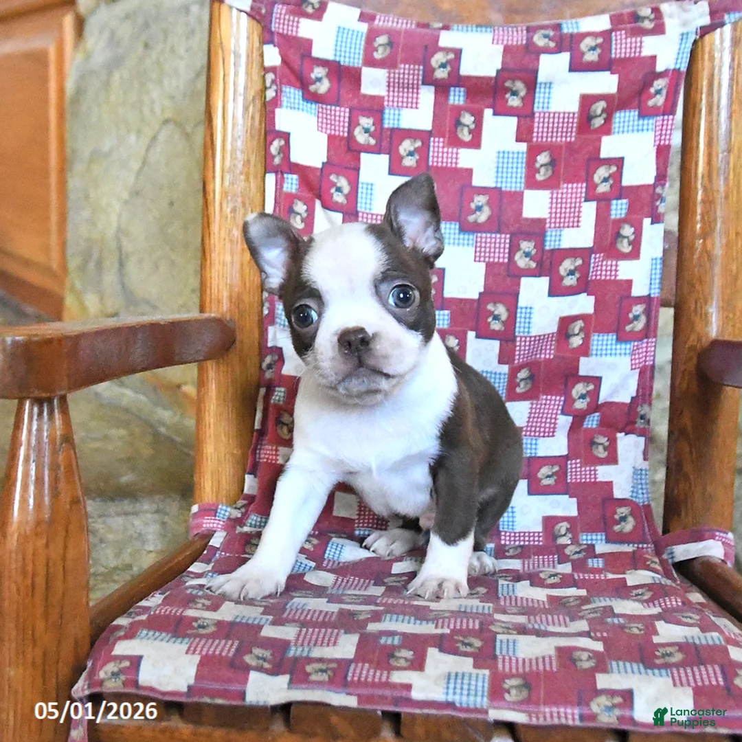 Boston Terrier dogs for sale: Gus - Ad 3