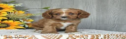 Cavapoo dogs for sale: Neldon - Ad 4