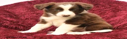 Border Collie dogs for sale: Neal - Ad 3