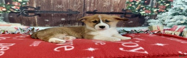 Welsh Corgi Pembroke Puppy 3